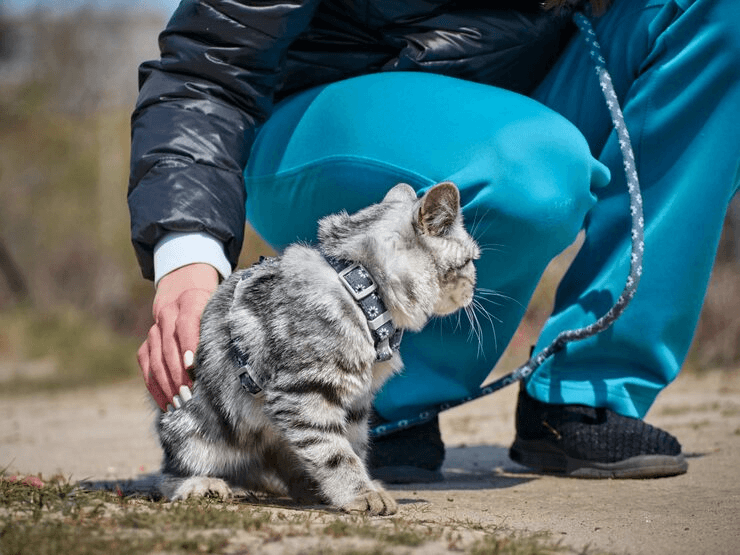 Rescue cat