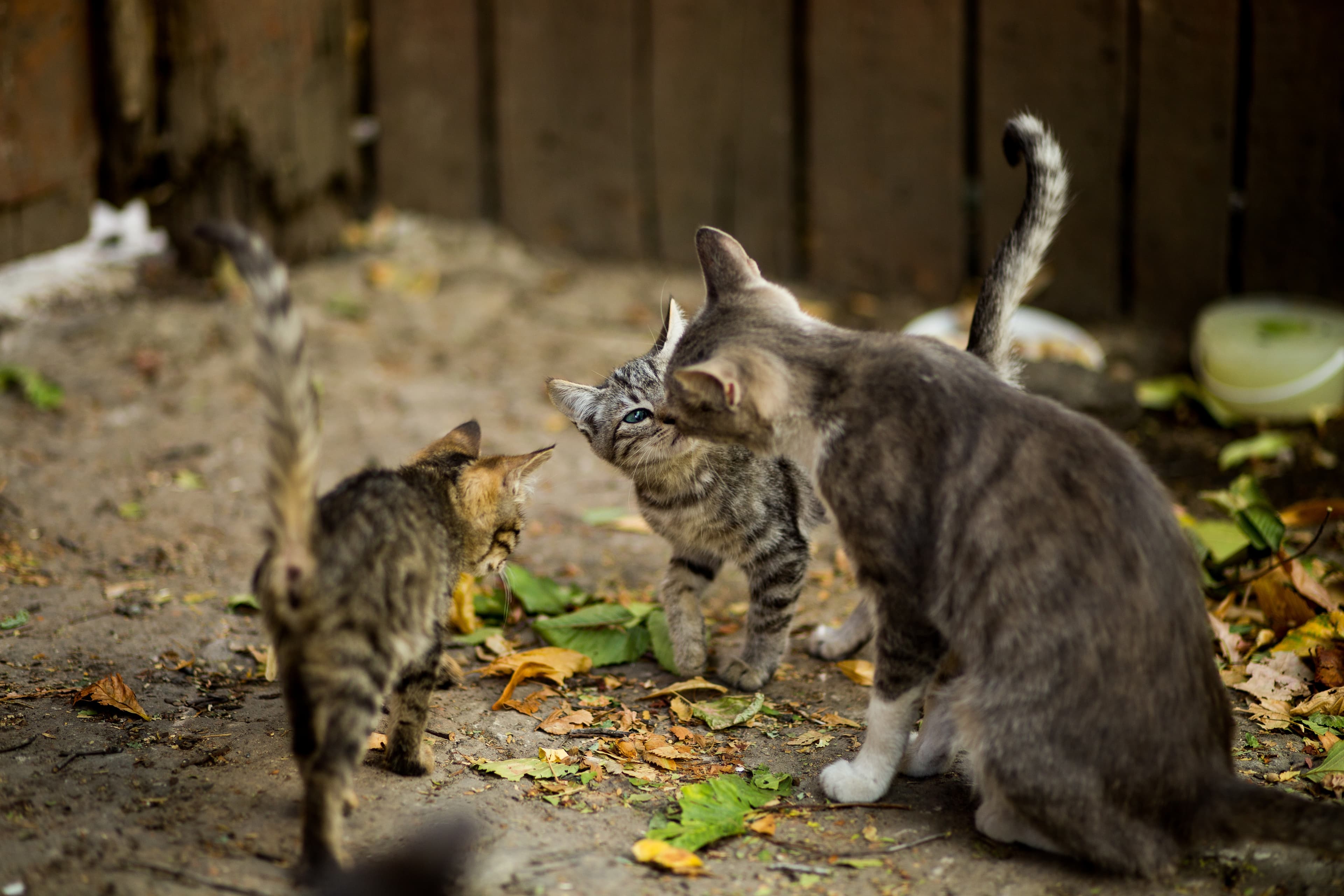 Children with cats