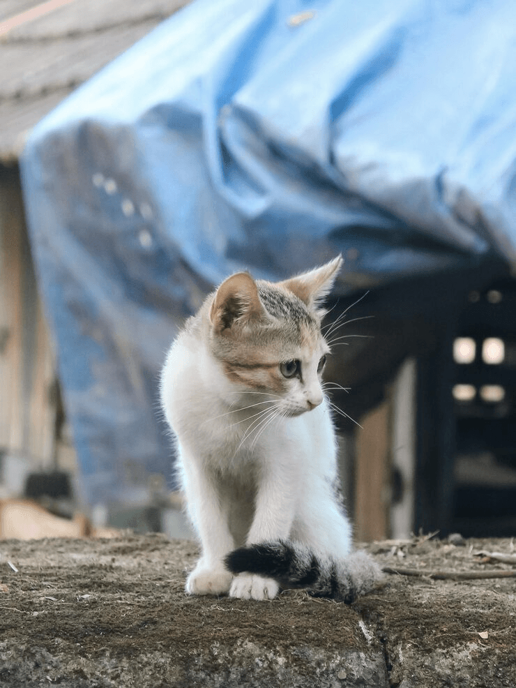Rescue a cat